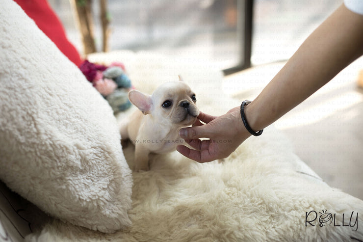 Rolly Teacup Puppies (Purchased by Norman) Brie - French Bulldog. F.