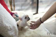 Rolly Teacup Puppies (Purchased by Norman) Brie - French Bulldog. F.