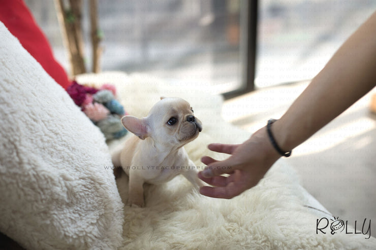 Rolly Teacup Puppies (Purchased by Norman) Brie - French Bulldog. F.