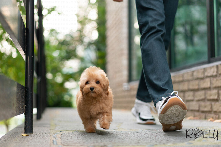 Rolly Teacup Puppies (Purchased by Hendrickson) Brioche - Doodle. M.