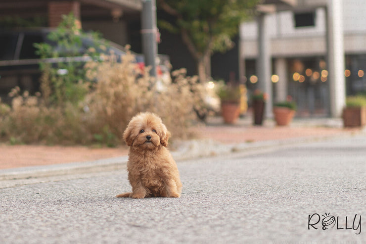 Rolly Teacup Puppies (Purchased by Hendrickson) Brioche - Doodle. M.