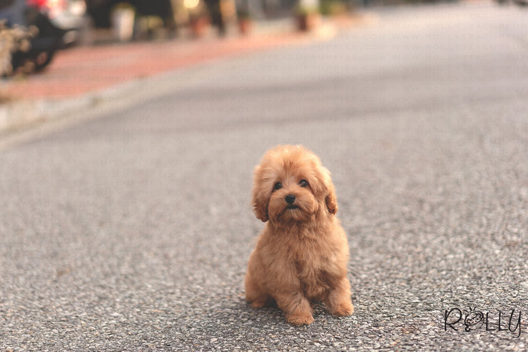 Rolly Teacup Puppies (Purchased by Hendrickson) Brioche - Doodle. M.