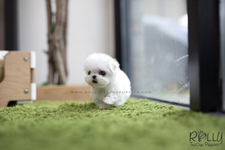 Rolly Teacup Puppies (SOLD to Logan) Bubble - Maltese. F.