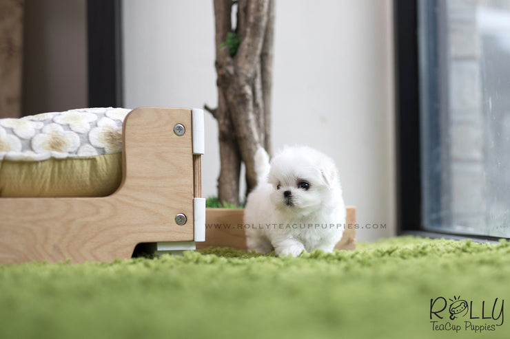 Rolly Teacup Puppies (SOLD to Logan) Bubble - Maltese. F.