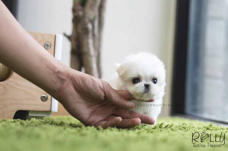 Rolly Teacup Puppies (SOLD to Logan) Bubble - Maltese. F.