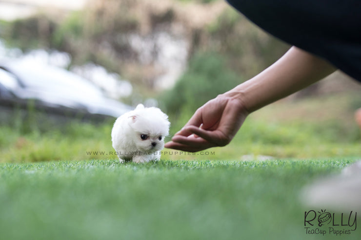 Rolly Teacup Puppies (SOLD to Logan) Bubble - Maltese. F.