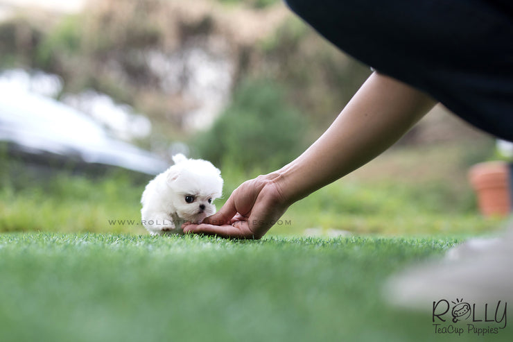 Rolly Teacup Puppies (SOLD to Logan) Bubble - Maltese. F.
