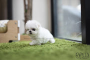 Rolly Teacup Puppies (SOLD to Logan) Bubble - Maltese. F.