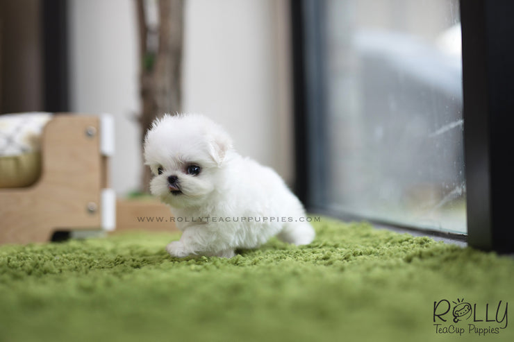 Rolly Teacup Puppies (SOLD to Logan) Bubble - Maltese. F.