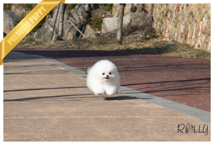 Rolly Teacup Puppies (Purchased by Gonzalez) Bubbles - Pomeranian.F.