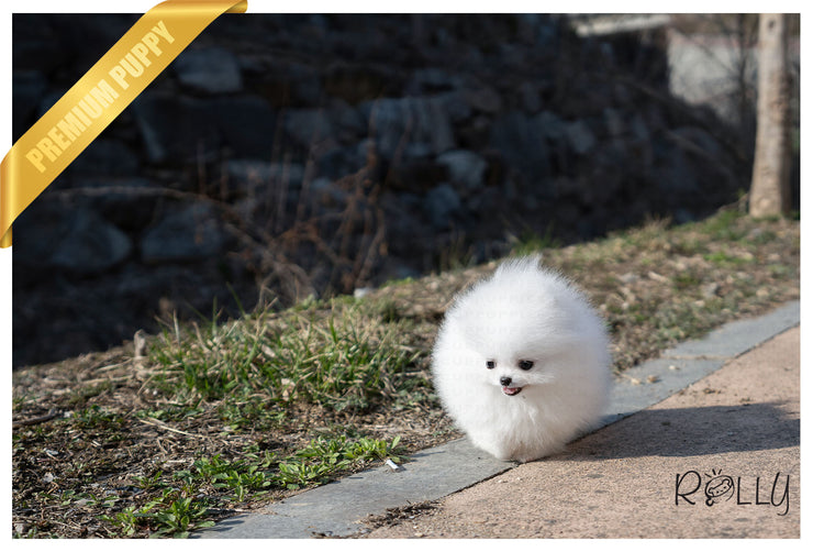 Rolly Teacup Puppies (Purchased by Gonzalez) Bubbles - Pomeranian.F.