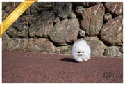 Rolly Teacup Puppies (Purchased by Gonzalez) Bubbles - Pomeranian.F.