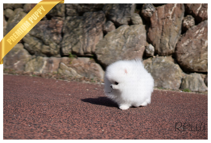 Rolly Teacup Puppies (Purchased by Gonzalez) Bubbles - Pomeranian.F.