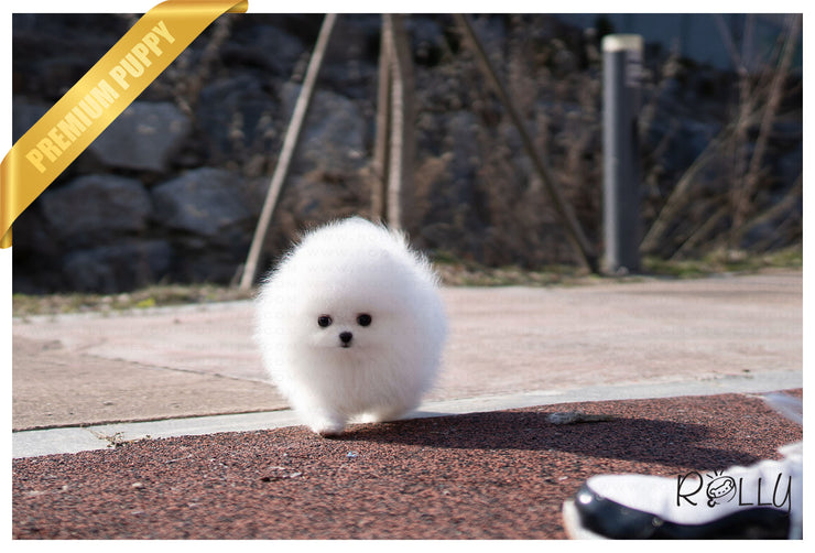 Rolly Teacup Puppies (Purchased by Gonzalez) Bubbles - Pomeranian.F.