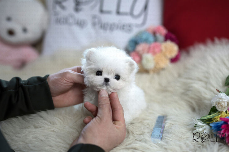 Rolly Teacup Puppies (Purchased by Lee) Buddy - Maltese. M.