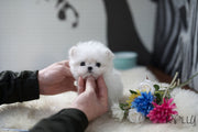 Rolly Teacup Puppies (Purchased by Lee) Buddy - Maltese. M.