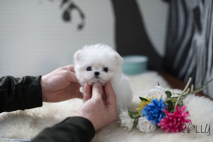 Rolly Teacup Puppies (Purchased by Lee) Buddy - Maltese. M.