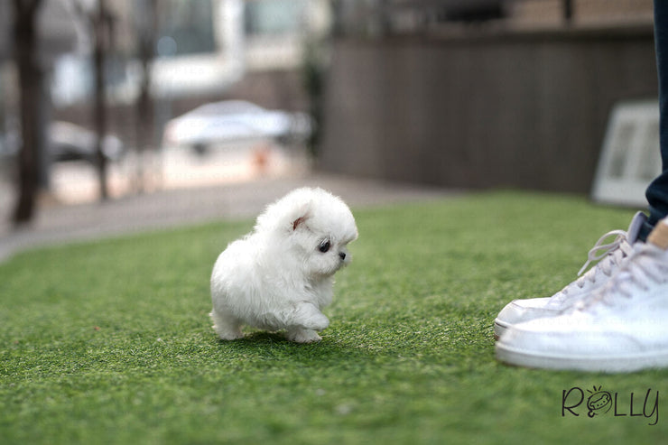 Rolly Teacup Puppies (Purchased by Lee) Buddy - Maltese. M.