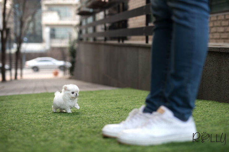 Rolly Teacup Puppies (Purchased by Lee) Buddy - Maltese. M.