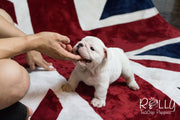 Rolly Teacup Puppies Boss - English Bulldog.