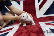 Rolly Teacup Puppies Boss - English Bulldog.