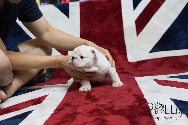 Rolly Teacup Puppies Boss - English Bulldog.