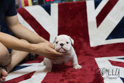Rolly Teacup Puppies Boss - English Bulldog.