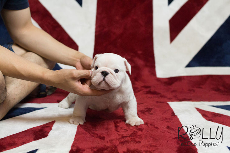 Rolly Teacup Puppies Boss - English Bulldog.
