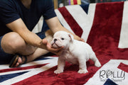 Rolly Teacup Puppies Boss - English Bulldog.
