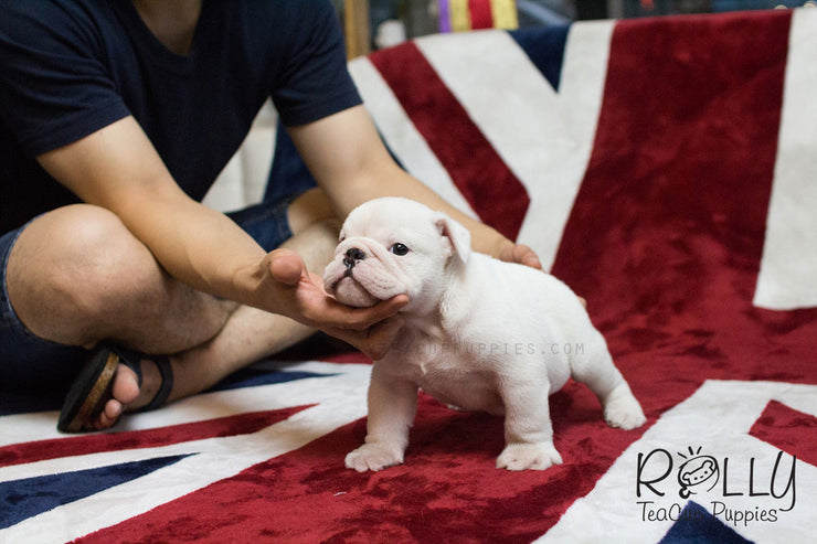 Rolly Teacup Puppies Boss - English Bulldog.