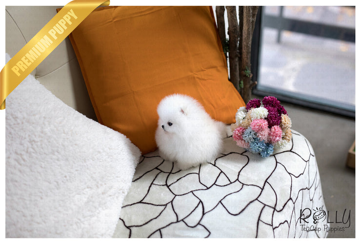 Rolly Teacup Puppies (Purchased by Kerouani) Buster - Pom. M.