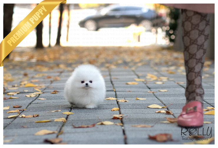 Rolly Teacup Puppies (Purchased by Kerouani) Buster - Pom. M.