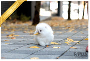 Rolly Teacup Puppies (Purchased by Kerouani) Buster - Pom. M.