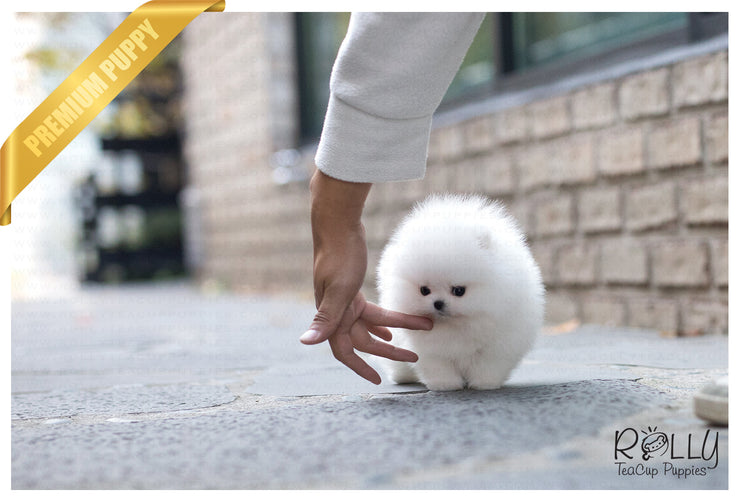 Rolly Teacup Puppies (Purchased by Kerouani) Buster - Pom. M.