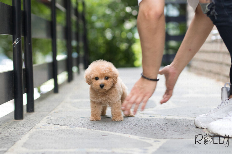 Rolly Teacup Puppies (Purchased by Guay) Butterscotch - Doodle. M.