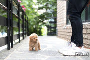 Rolly Teacup Puppies (Purchased by Guay) Butterscotch - Doodle. M.