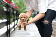Rolly Teacup Puppies (Purchased by Guay) Butterscotch - Doodle. M.