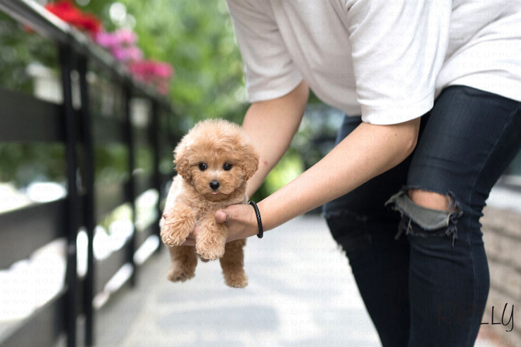 Rolly Teacup Puppies (Purchased by Guay) Butterscotch - Doodle. M.