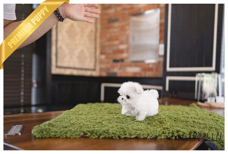 Rolly Teacup Puppies CALLA - FEMALE (PURCHASED by Clark).