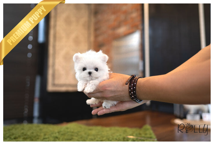 Rolly Teacup Puppies CALLA - FEMALE (PURCHASED by Clark).