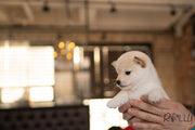 Rolly Teacup Puppies CALUM - MALE (PURCHASED by STAHL).