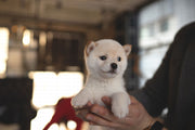 Rolly Teacup Puppies CALUM - MALE (PURCHASED by STAHL).