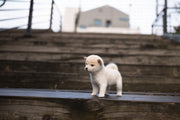 Rolly Teacup Puppies CALUM - MALE (PURCHASED by STAHL).