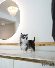 Rolly Teacup Puppies CAPRI - MALE (PURCHASED by LIM).