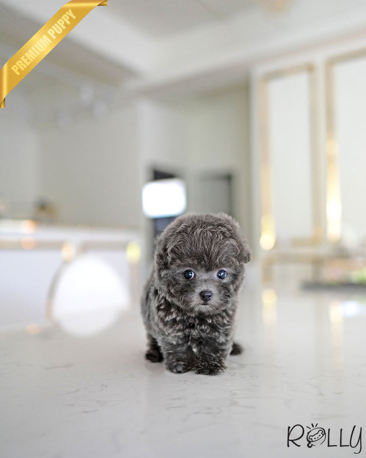 Rolly Teacup Puppies CAPRI - FEMALE (PURCHASED by DEMERDASH).