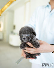 Rolly Teacup Puppies CAPRI - FEMALE (PURCHASED by DEMERDASH).