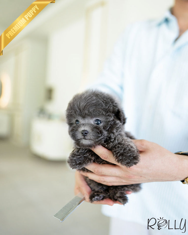 Rolly Teacup Puppies CAPRI - FEMALE (PURCHASED by DEMERDASH).