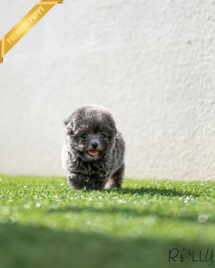 Rolly Teacup Puppies CAPRI - FEMALE (PURCHASED by DEMERDASH).