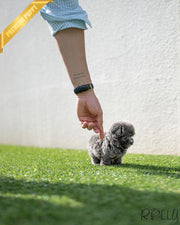Rolly Teacup Puppies CAPRI - FEMALE (PURCHASED by DEMERDASH).