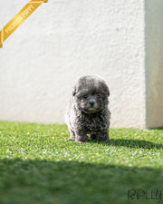 Rolly Teacup Puppies CAPRI - FEMALE (PURCHASED by DEMERDASH).